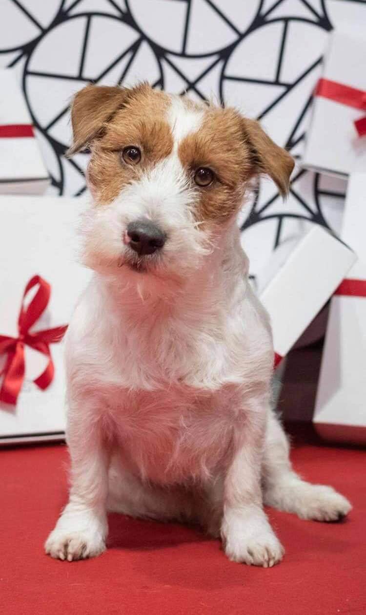 Jack Russel Ioni